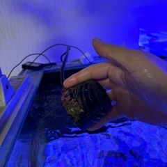 早い者勝ち、海水魚の全ての価格です。の画像