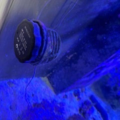 早い者勝ち、海水魚の全ての価格です。の画像