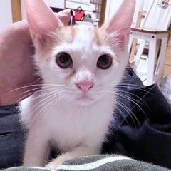 【里親様決まりました】白茶くん♂