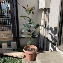 ゴムの木　インドゴムノキ（フィカス・エラスティカ）
