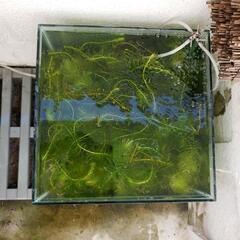 水草  ２００円
