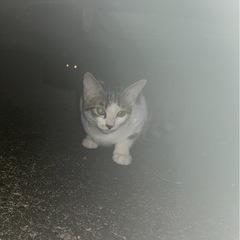 3匹とも素敵な里親さん見つかりました。本当にありがとうございました🙇 - 猫
