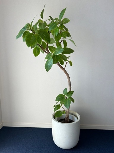 【引取り限定】フィカス・アルティシマ　140センチ　鉢カバー付き