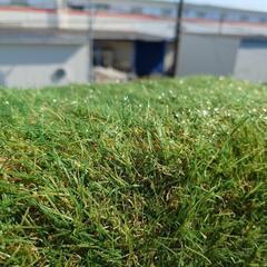 決まりました　人工芝、絨毯の画像