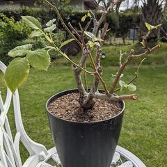 薔薇の鉢植え・ピエールドゥロンサール・剪定、植え替え済み