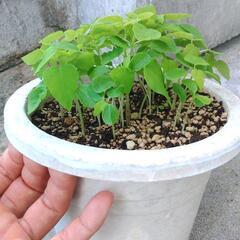 パパイヤ苗 1鉢 約30株 500円！格安フルーツパパイヤ苗の画像