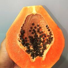 パパイヤ苗 1鉢 約30株 500円！格安フルーツパパイヤ苗