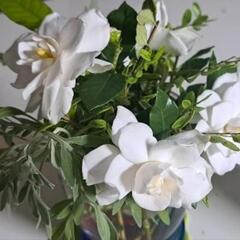 くちなしの花の苗の画像