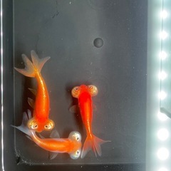 大特価金魚入荷