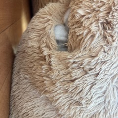 コストコクマぬいぐるみ
の画像