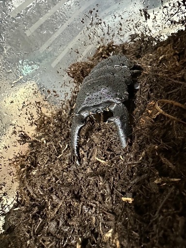 パラワンオオヒラタクワガタ105mmペア