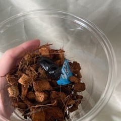 香川県産　オオクワガタ オス74mm×1頭メス40mm×2頭の画像