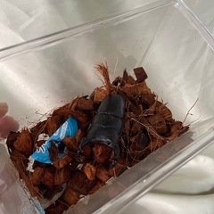 香川県産　オオクワガタ オス74mm×1頭メス40mm×2頭の画像