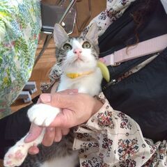 譲渡会参加　サバ白くんの画像