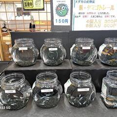 めだか販売