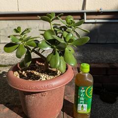 プラスチック植木鉢の中古が安い!激安で譲ります・無料で プラスチック植木鉢の中古が安い!激安で譲ります・無料で