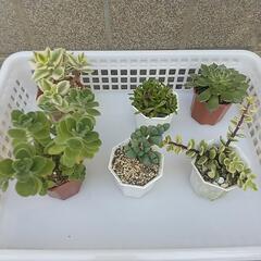 多肉植物 色々 各200円の画像