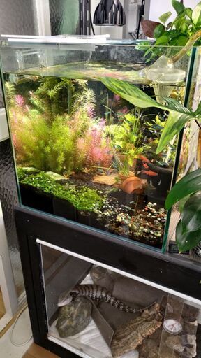 コトブキ 45キューブ水槽
