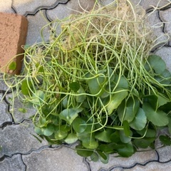 水草