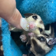 フクロモモンガ👦👧