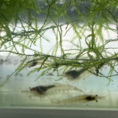 お取引頂きました。エビ30匹と水草付き無くなり次第終了の画像