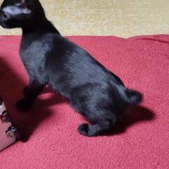 可愛い黒猫ちゃんです