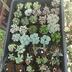 ランキングキーワードに紐づく投稿画像-観葉植物
