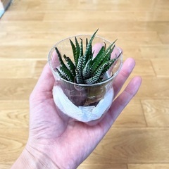 ハオルチア 十二の巻