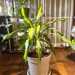[植物売ります] ドラセナ フラグランス マッサンゲアナ 