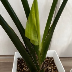 観葉植物3点セット モンステラ ホヤ ストレリチア ガーデニング 鉢植え 植物 の画像