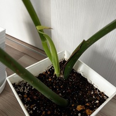 観葉植物3点セット モンステラ ホヤ ストレリチア ガーデニング 鉢植え 植物 の画像