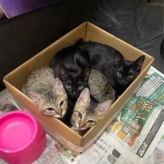 🐱子猫！！「生後3ヶ月キジちゃん✖️黒ちゃん」４頭、🐱母猫「推定...