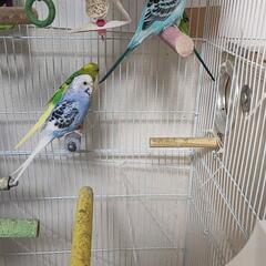(決めました)セキセイインコ 水色 黄色 青紫 (雌)