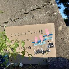 種　フウセンカズラ