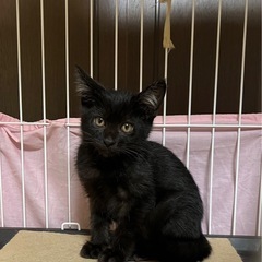黒猫男の子　里親さんが決まりました！