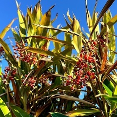 本日収穫中!! 月桃の実、無料