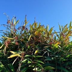 本日収穫中!! 月桃の実、無料の画像