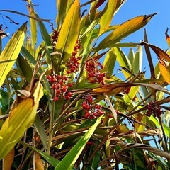 本日収穫中!! 月桃の実、無料の画像