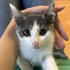 里親決定‼️里親募集します🐈‍⬛ᯓᡣ𐭩