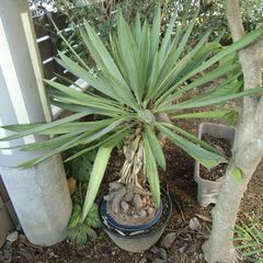 庭木、盆栽、鉢植え
