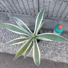 アガベアメリカーナ①の画像