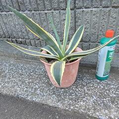 アガベアメリカーナ大きめ②