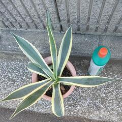 アガベアメリカーナ大きめ②の画像
