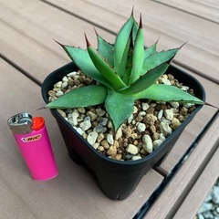 アガベ　イシスメンシスXフィリフェラ　2 植物