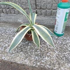 アガベアメリカーナ③の画像