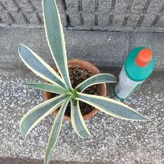 アガベアメリカーナ大きめ④の画像