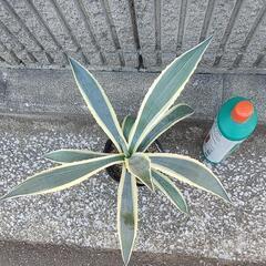 アガベアメリカーナ⑤の画像