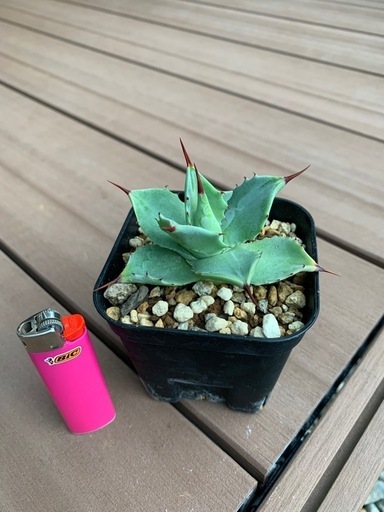 アガベ　雷神　植物