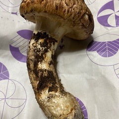 国産松茸