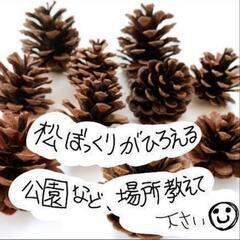 松ぼっくりが拾える場所を教えて下さい！